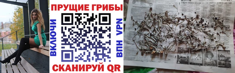 OMG ссылка  Ярославль  Псилоцибиновые грибы Cubensis 